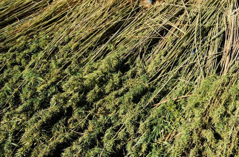 Freshly harvested hemp / Photo: Yelbis