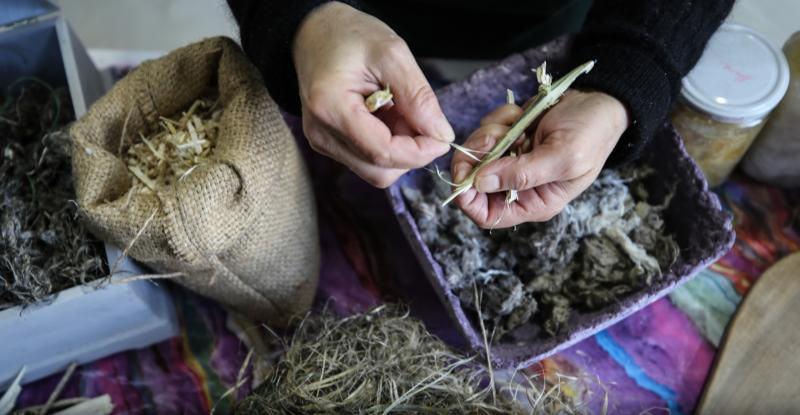 Manual separation method of hemp fiber and tow / Photo: AA
