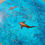 Thumbnail: Copper Sharks