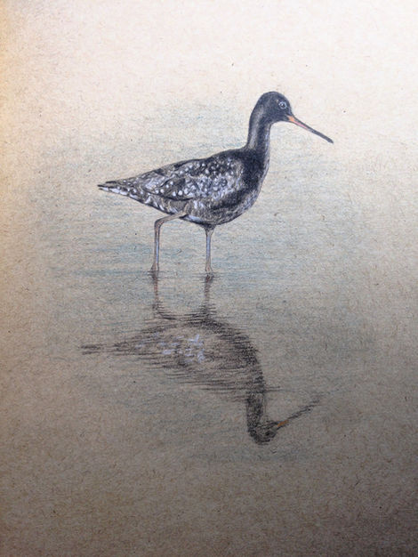 Dunkler Wasserläufer - Kopie