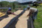Coffee cooperative in Rwanda (© Philippe Lissac – Agence Godong / SIDI)
