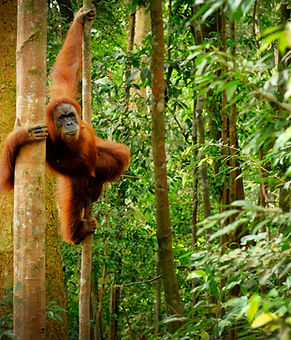 Introducing Club Med Borneo