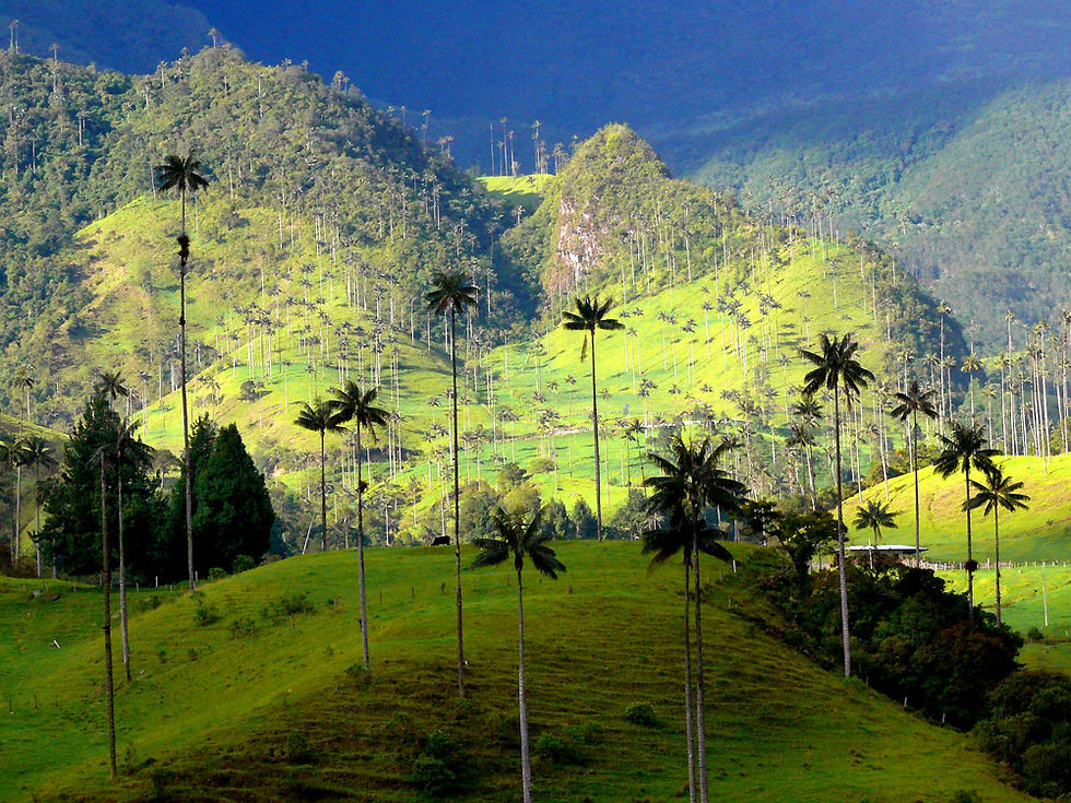 Valle-de-Cocora-en-QuindÃo2.jpg
