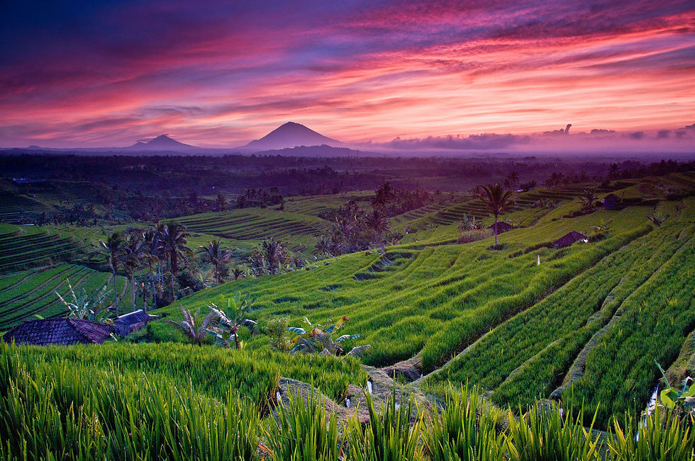 Rice Paddies
