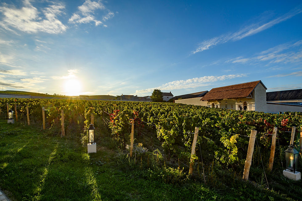 Vignoble Clos Saint Hilaire (c) Leif Carlsson