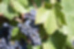 Champagne grapes