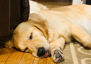 Darcie sleeping.JPG