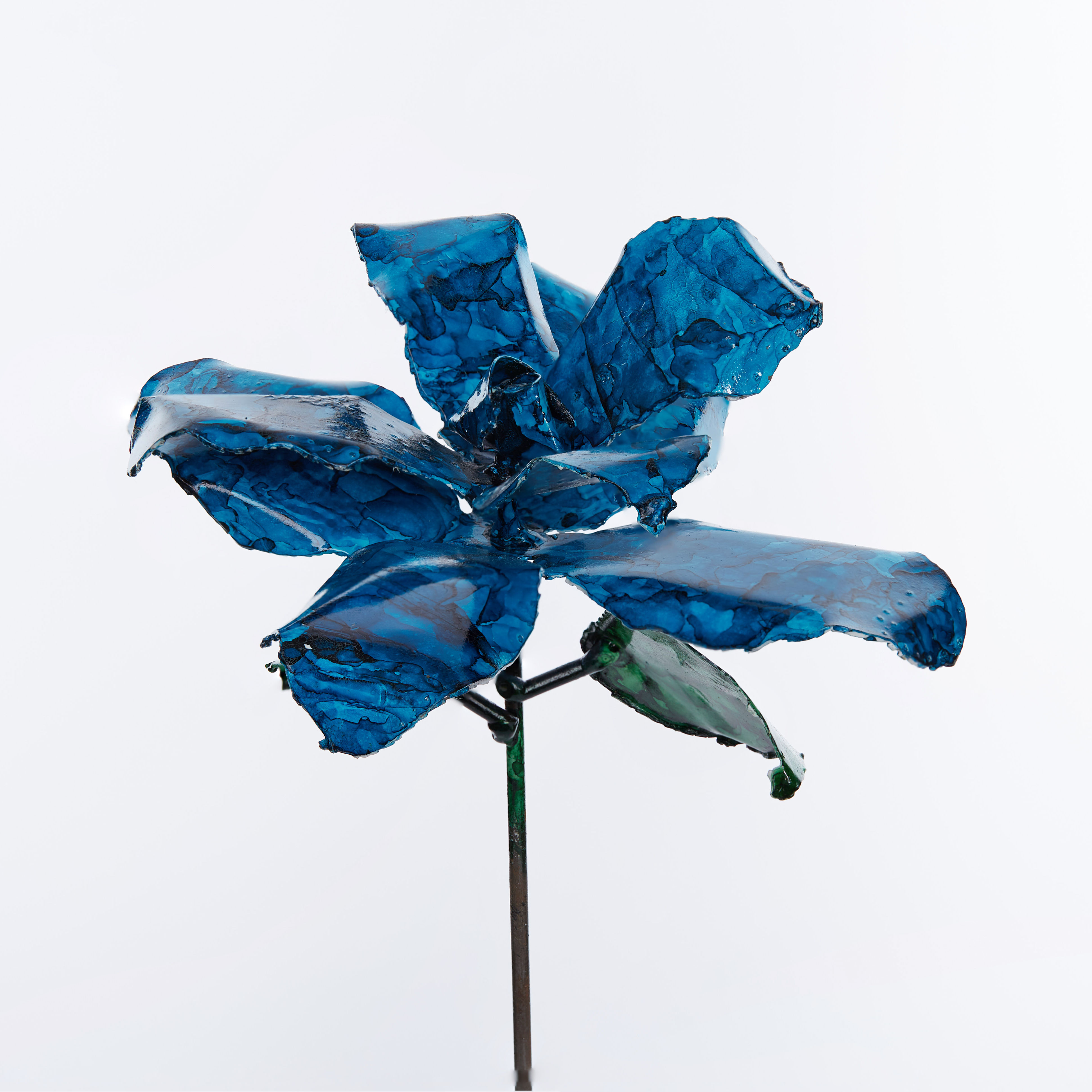Blue Rose
