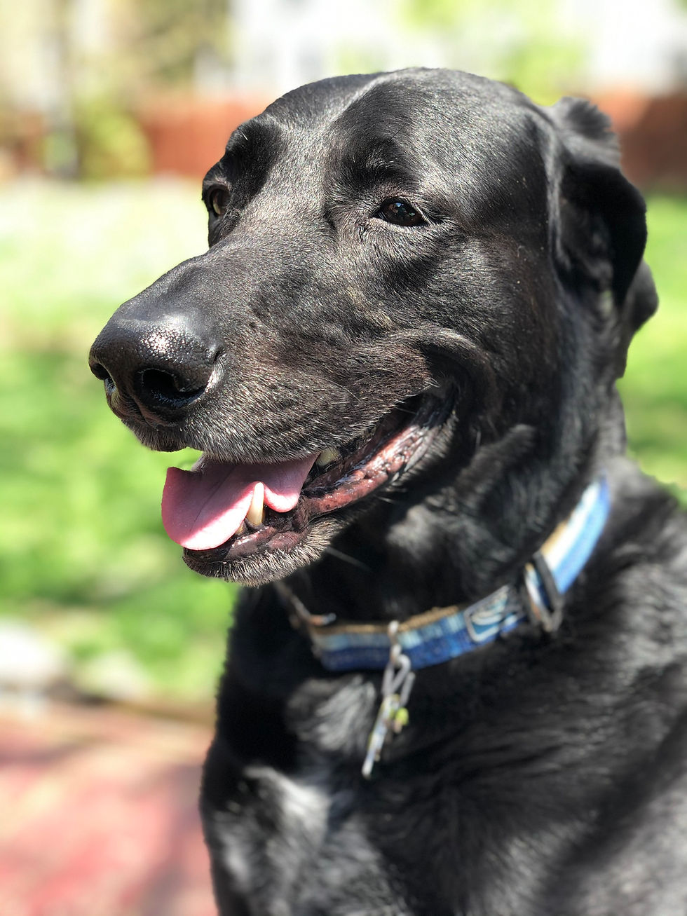 charlie, a black great dane and labrador mix smiles in the sun