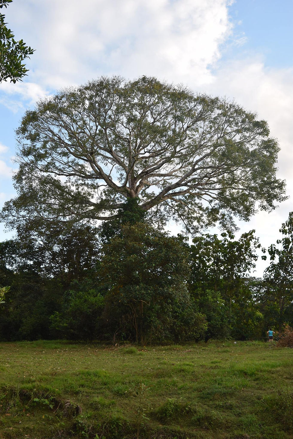 arbol seiobo, poda arboles