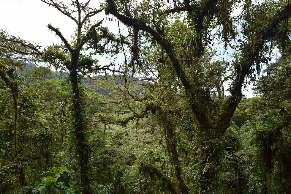 bosques, trabajos forestales