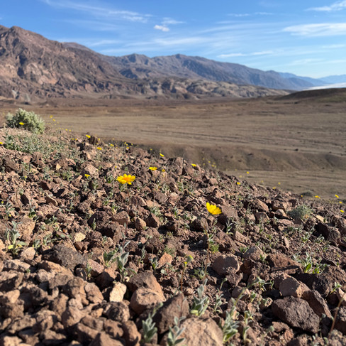 Wildflowers in bloom near Artists Palette in Death Valley National Park