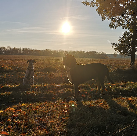 Hundephilusophie Mobiles Hundetraining Ludwigsfelde