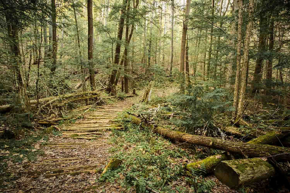 A gorgeous landscape at Goodrich-Lommis Conservation area.