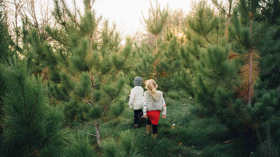 Family photo Christmas sessions in the evergreens. Belleville, Ontario.