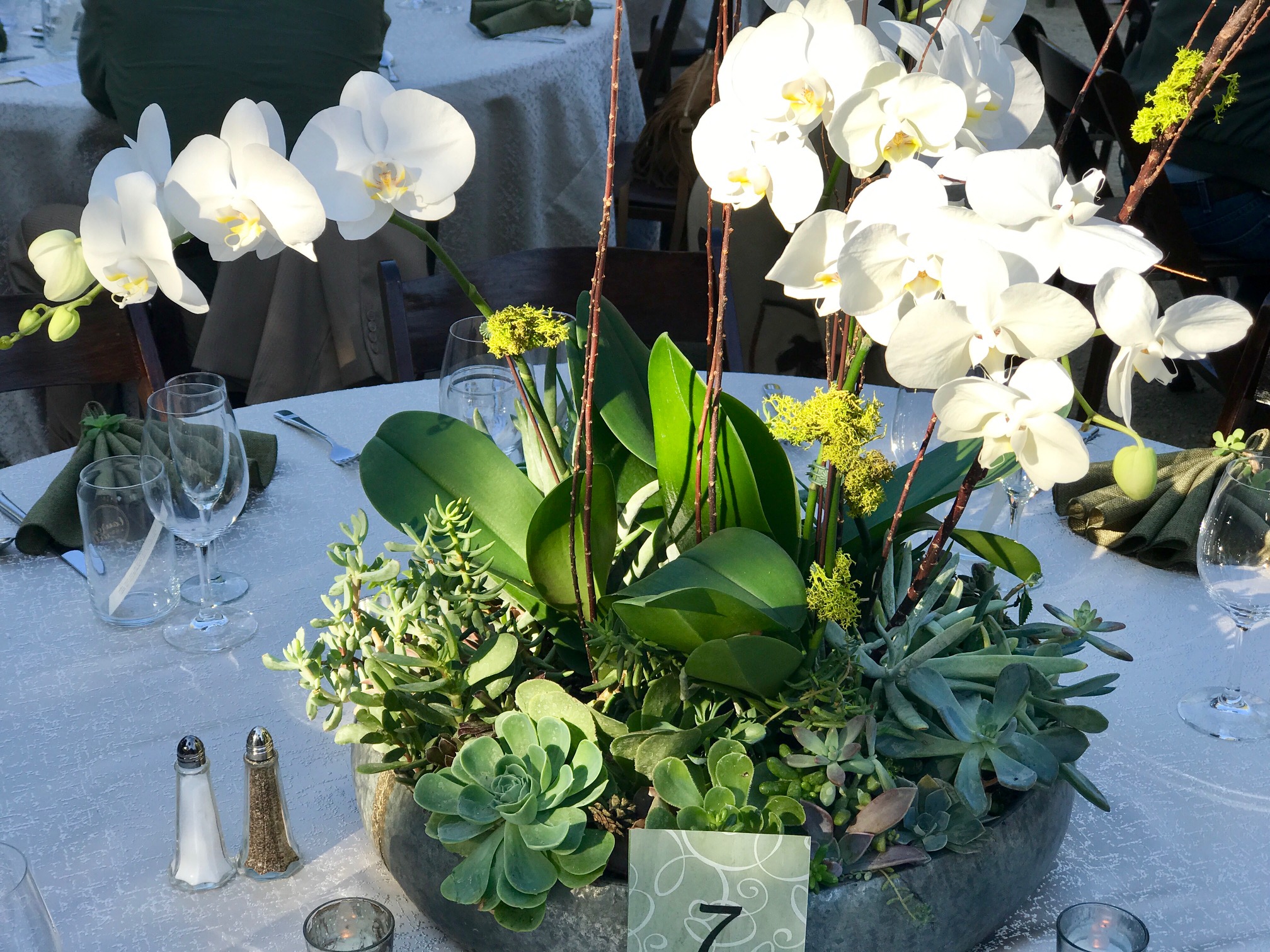 Orchids & Succulents