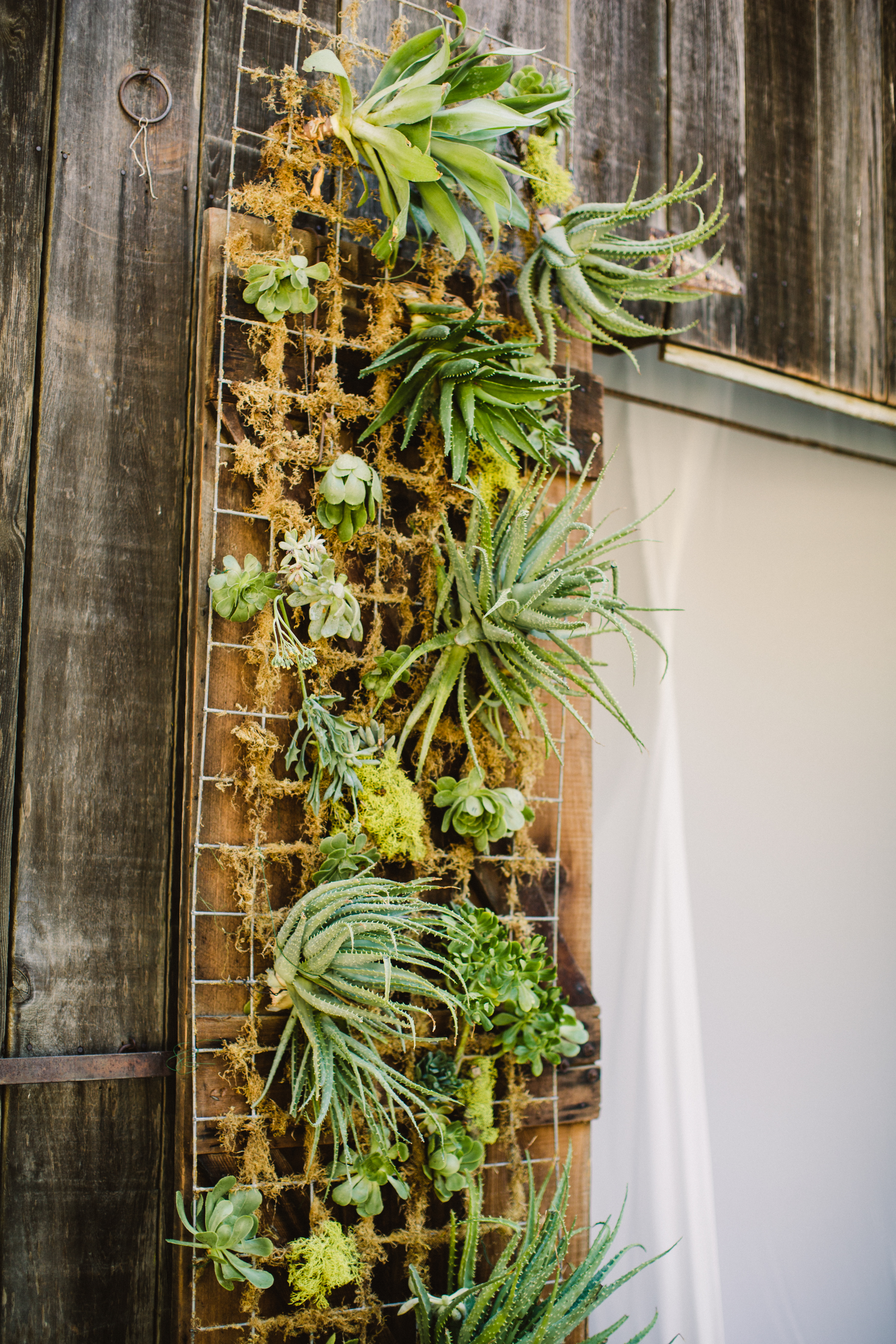 Succulent wall installation