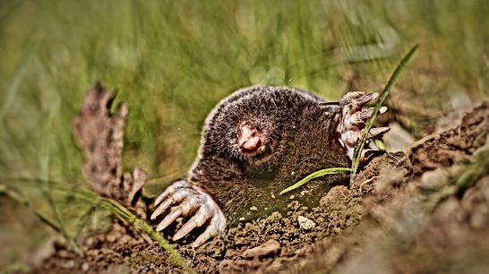 Moles or Gophers