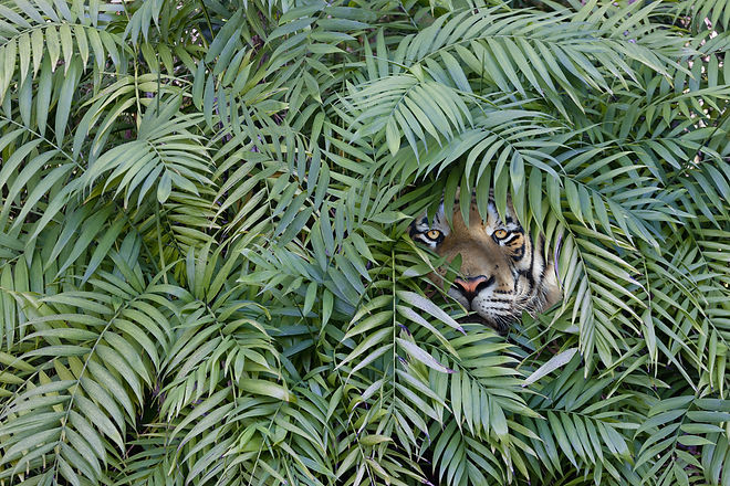 Tiger in Jungle.jpeg
