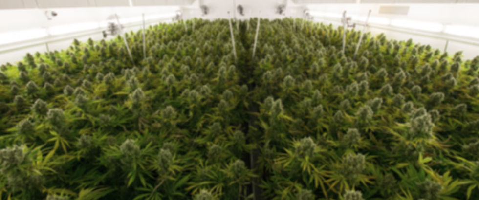 Viele viele bunte Blühten