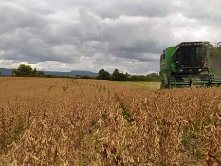Colheita da soja é retomada e já alcança 55% da área cultivada