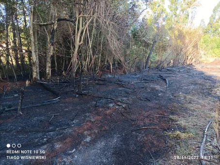 Miraguaí: Bombeiros Voluntários combatem incêndio em eucaliptos