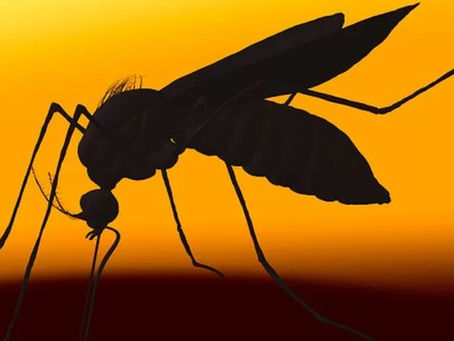 Com óbito confirmado em Jaboticaba, chega a 15 o número de mortes por dengue no RS em 2022