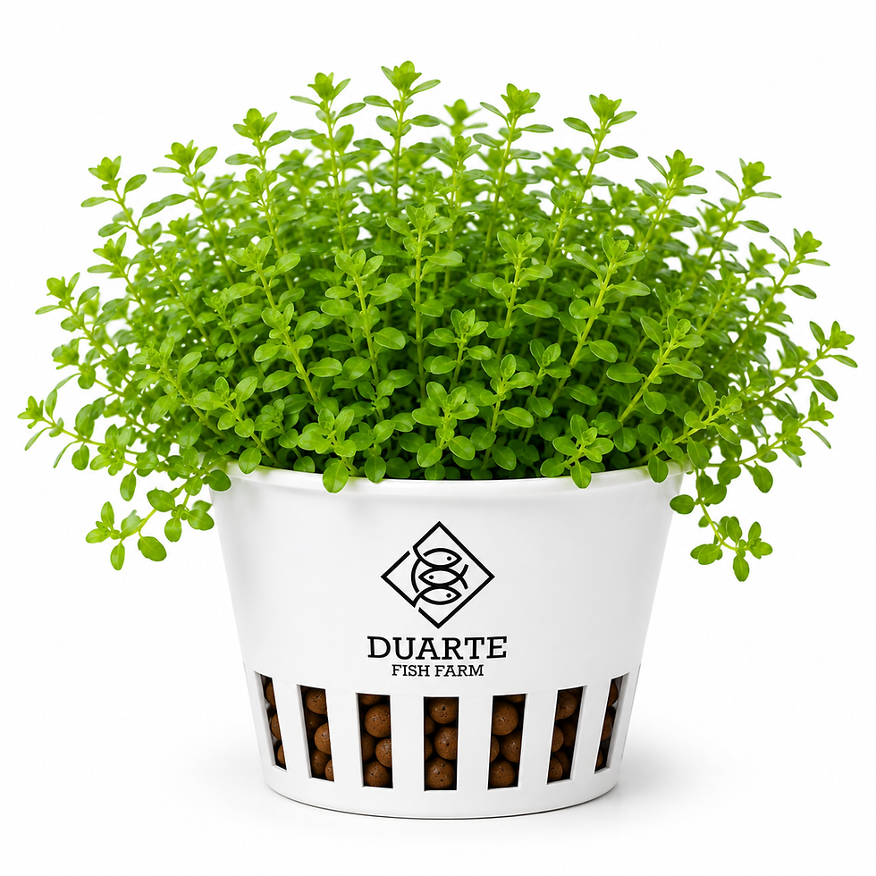Bacopa Caroliniana plant in a Duarte Fish Farm pot