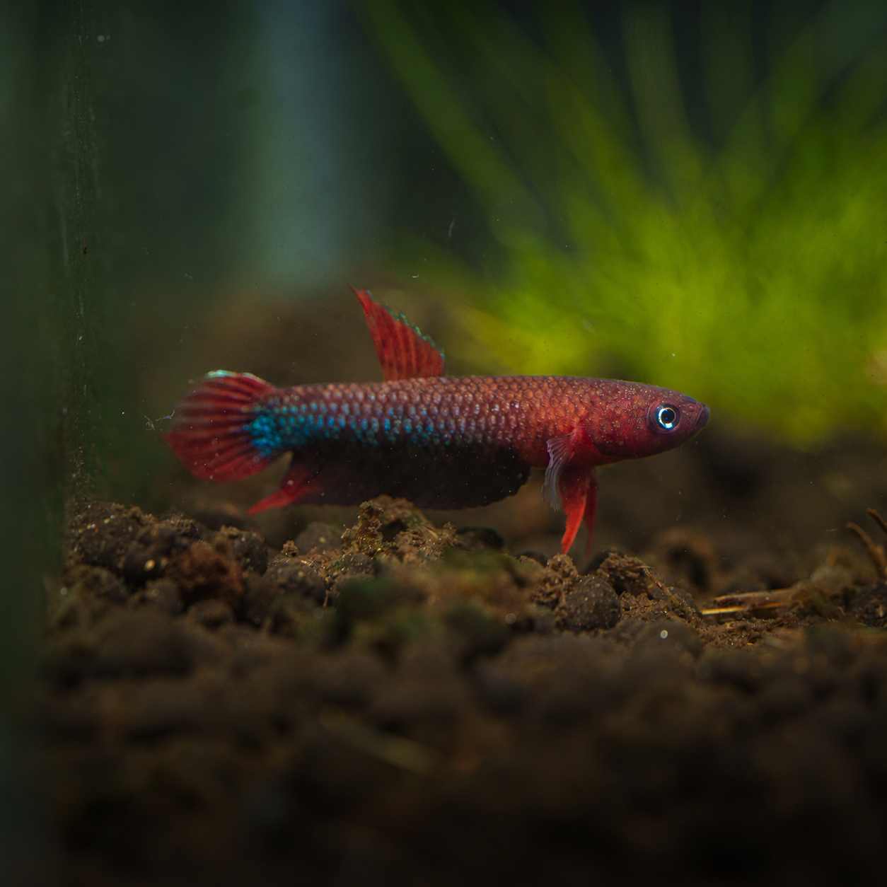 Sp Jade Wild Male Betta