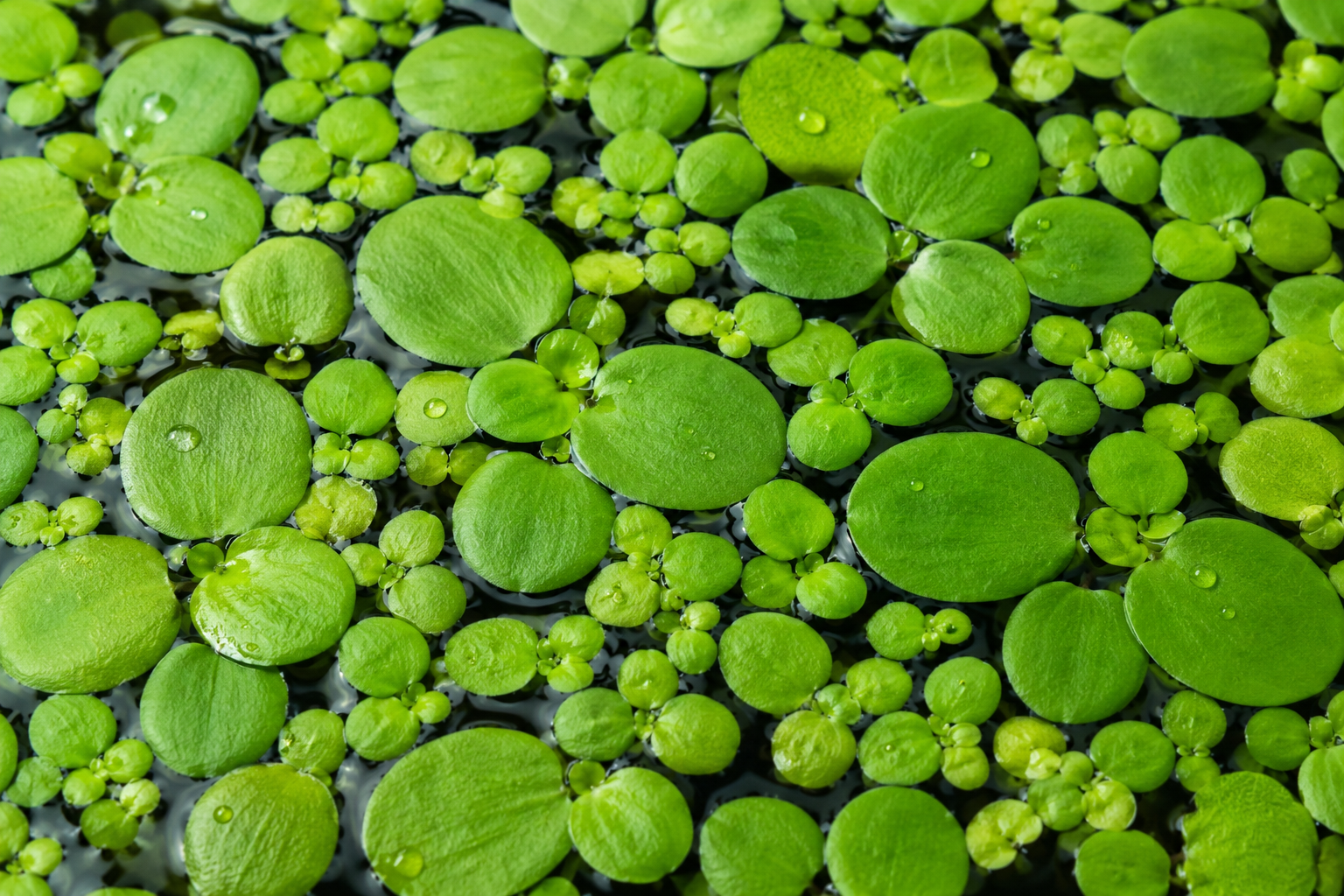 Floating green aquatic plants with water droplets