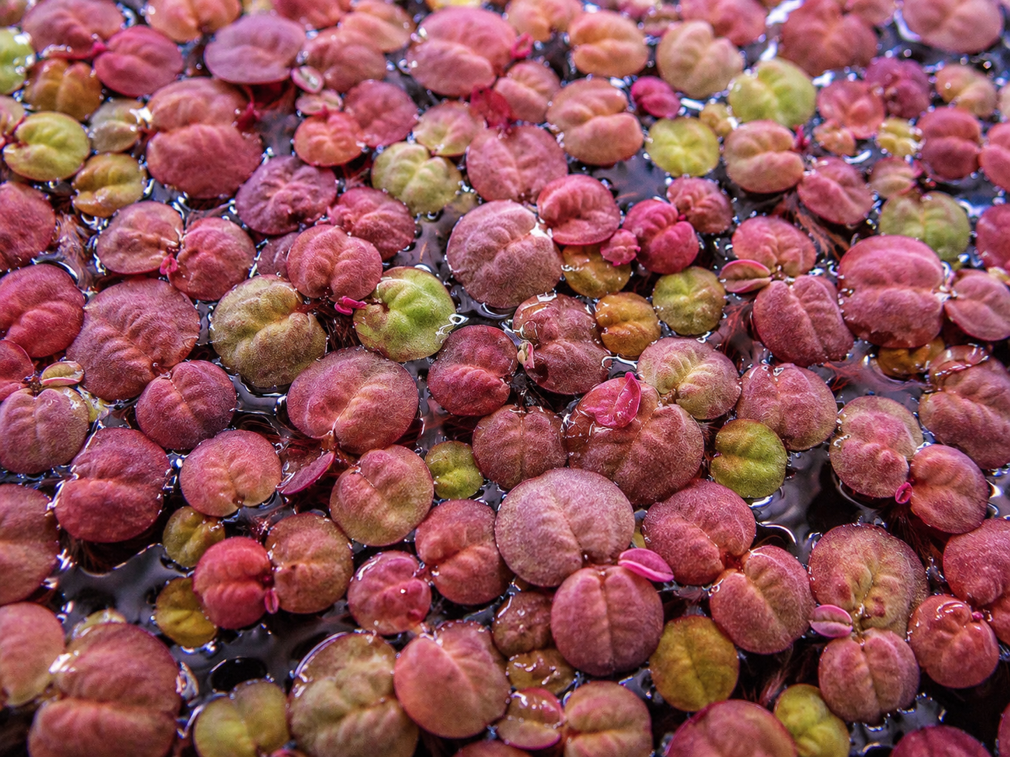 Red Root Floaters
