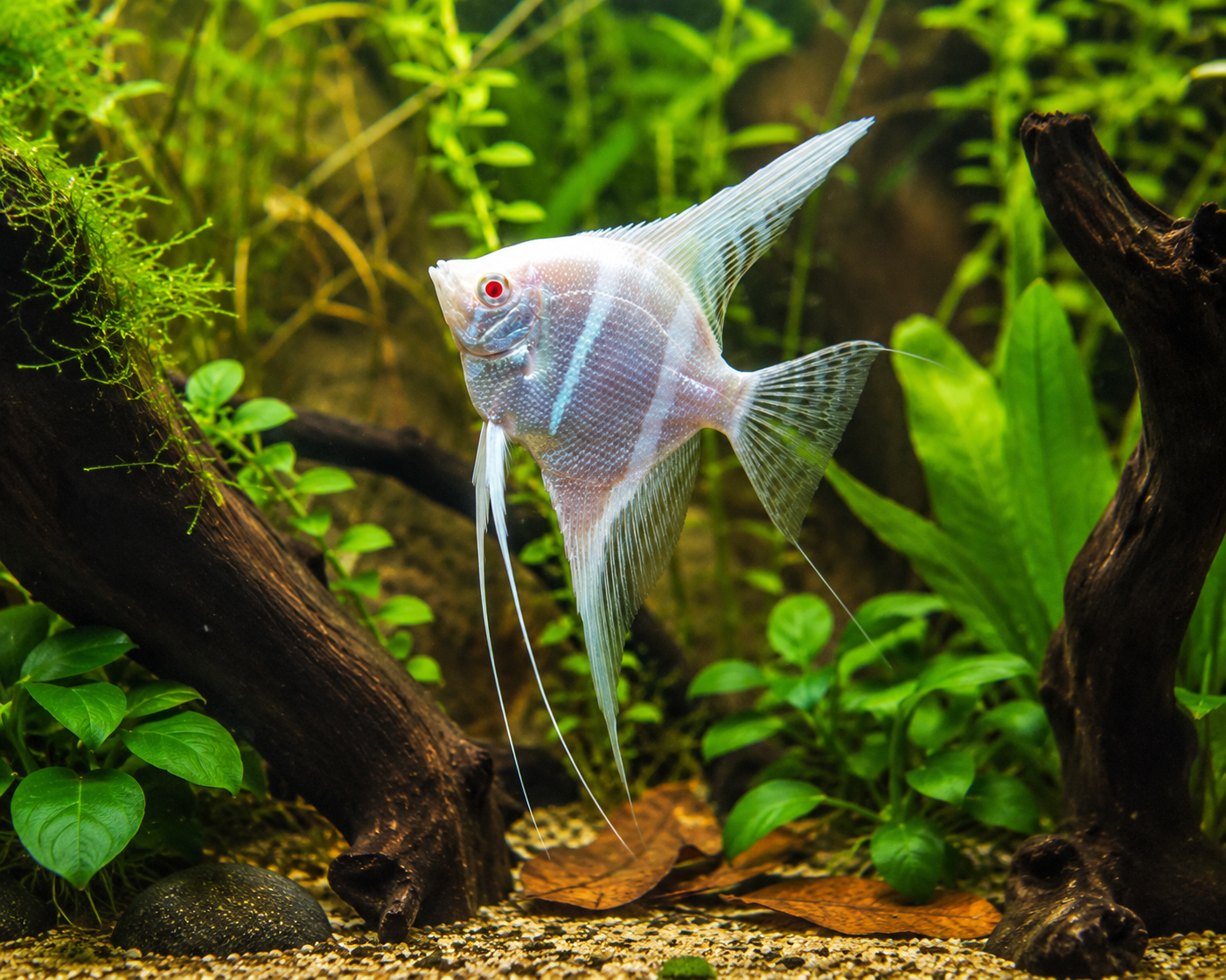 Albino Dantum Angelfish