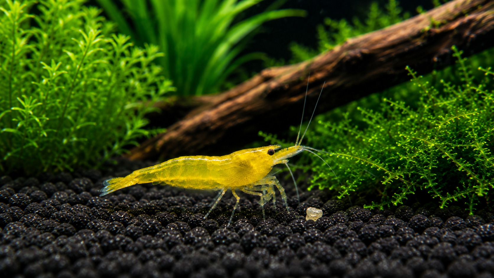 Yellow Neocaridina