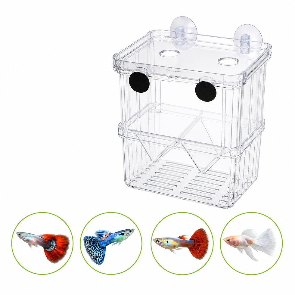 Thumbnail: Guppy breeding box with examples of guppy fish