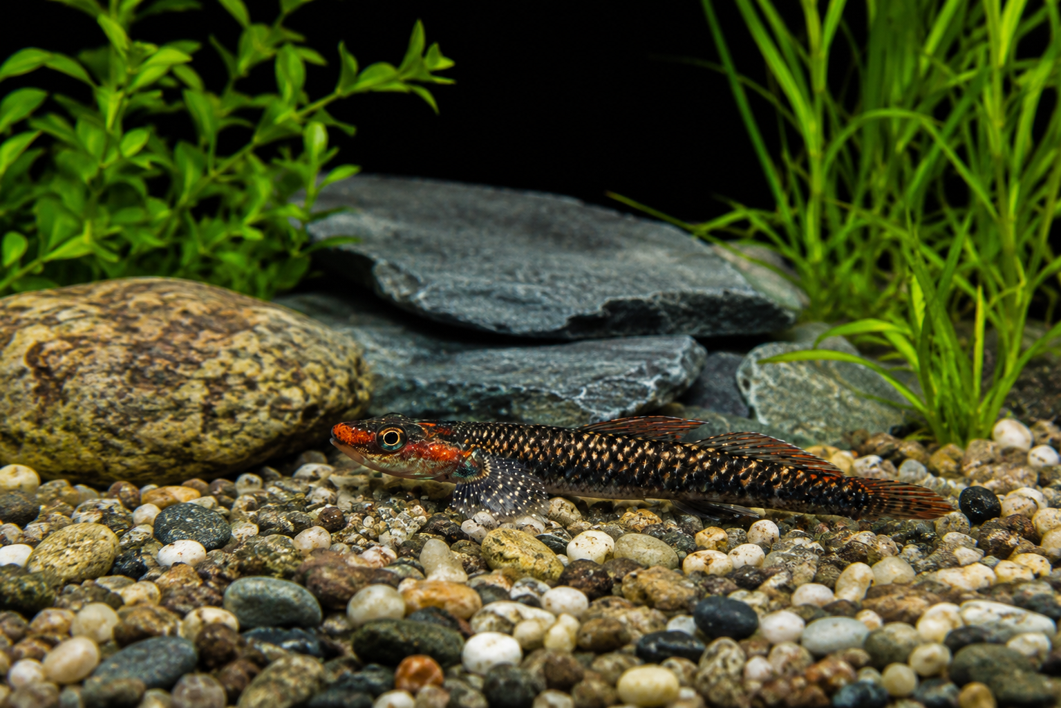 Stiphodon Ornatus Goby