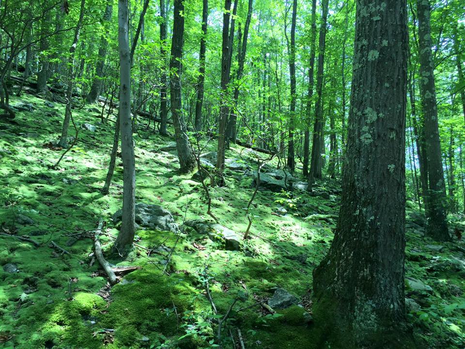 Sticks and Stones Farm