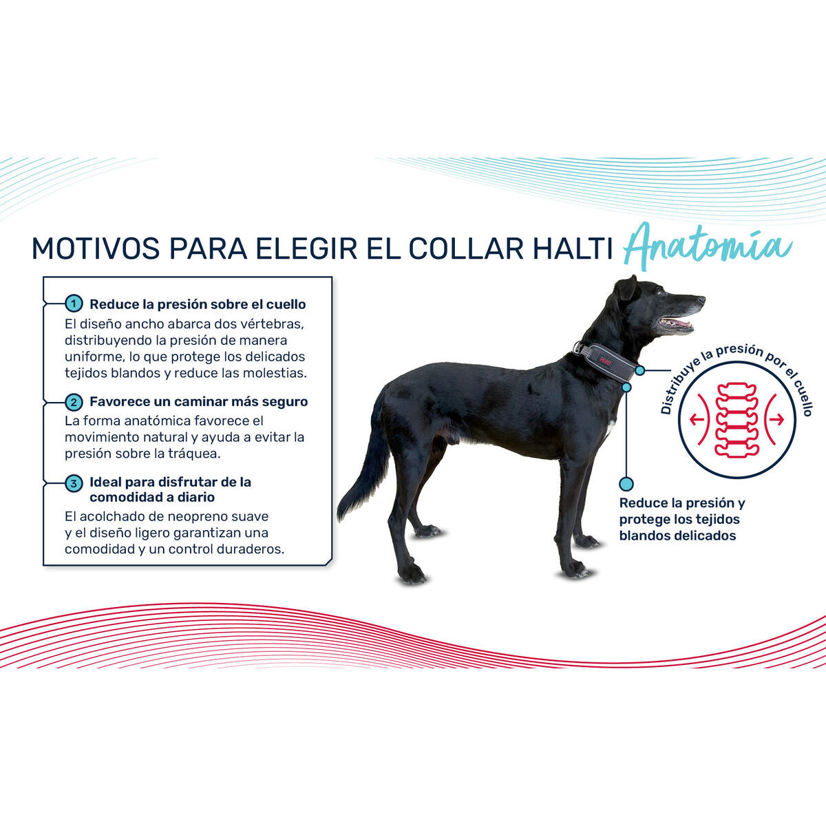 Dog collar Company of Animals Grey