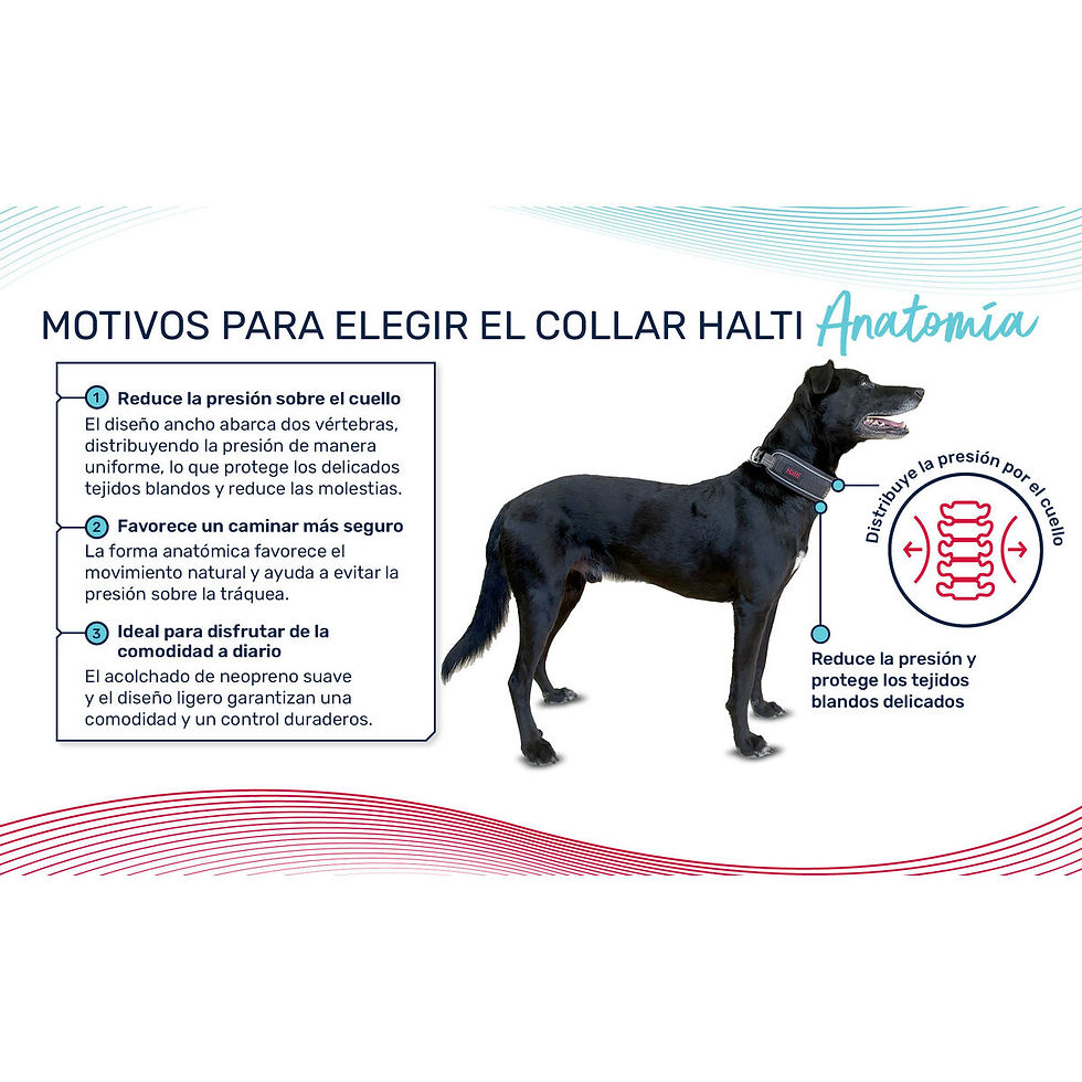 Dog collar Company of Animals Grey
