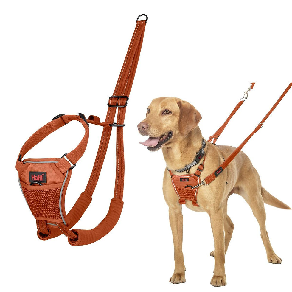 Dog Harness Company of Animals BURNT Orange 12