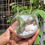 Thumbnail: Live Air Plant Terrariums