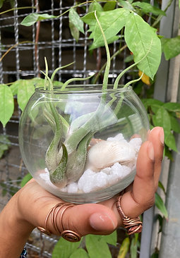 Live Air Plant Terrariums