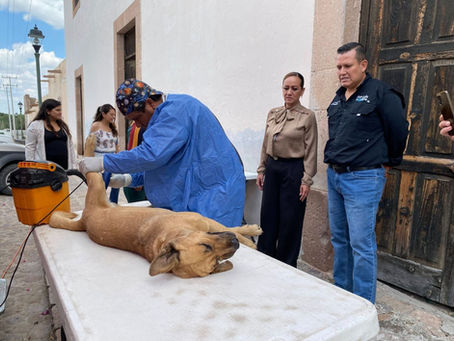  Bocas se suma a acciones institucionales municipales para el Bienestar Animal