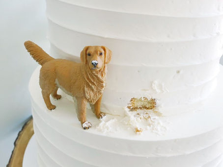 Perro callejero se roba el pastel en plena boda… y termina siendo adoptado por los novios