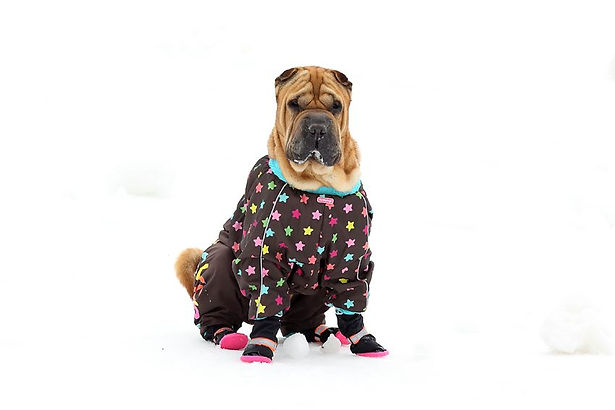 Kleider machen Hunde For my Dogs