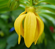 ylang-ylang