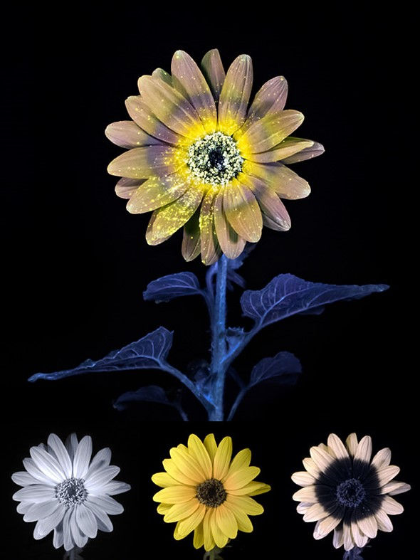 photo: Don Komarechka