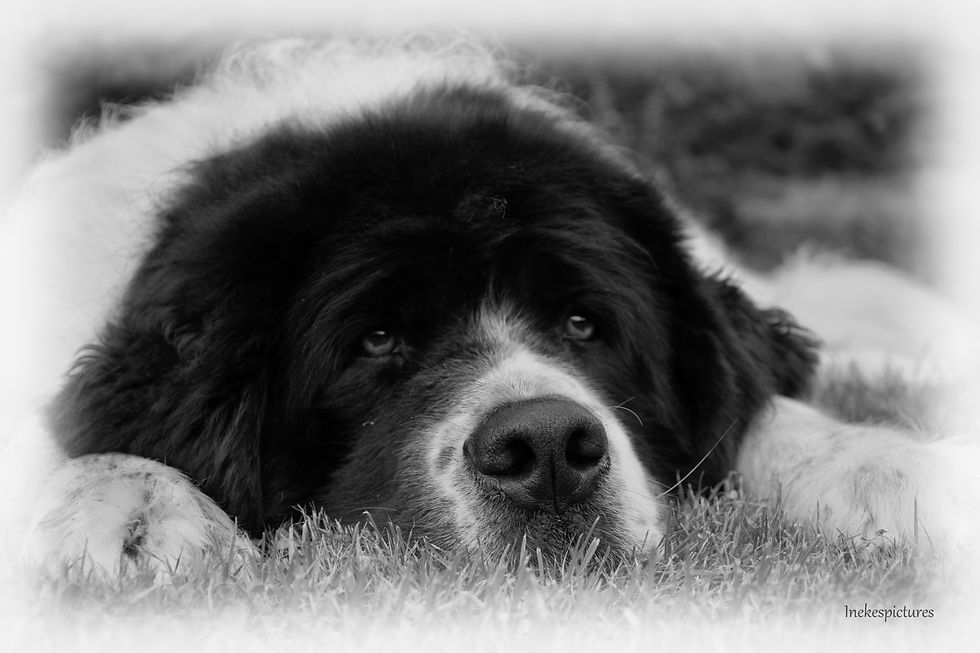 dieren