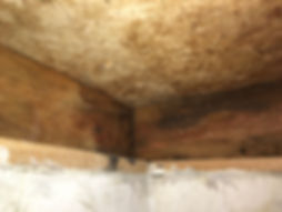 mold remediation