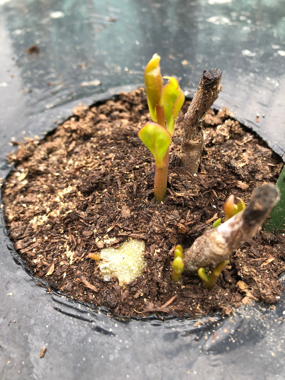 おかわかめも春の暖かさで芽吹きが始まっています