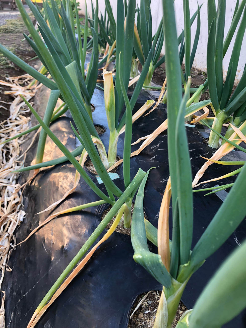 旬を迎えた九条太ネギは薬味としてご提供します